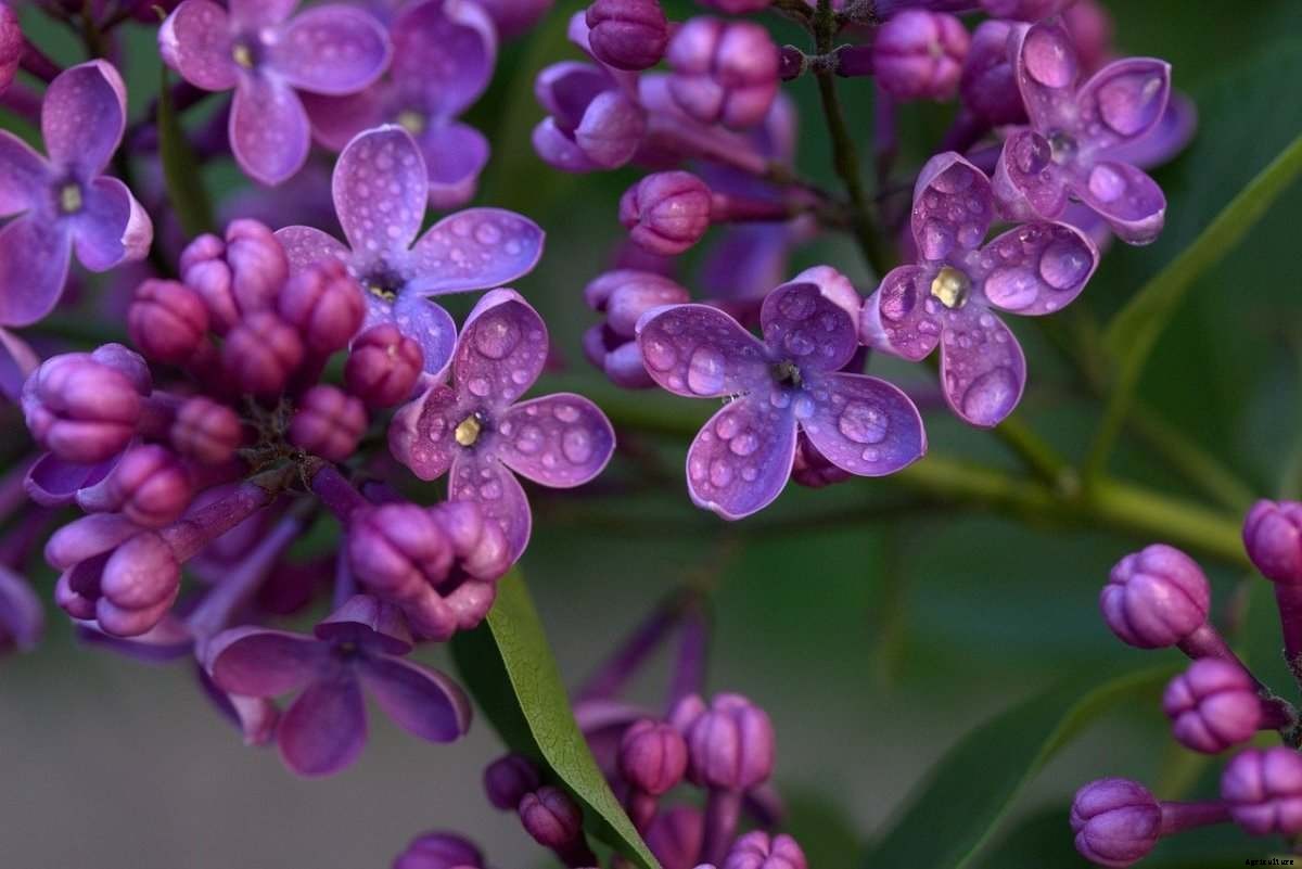 Lilac Flower Gardening, How To Start, Tips, Ideas