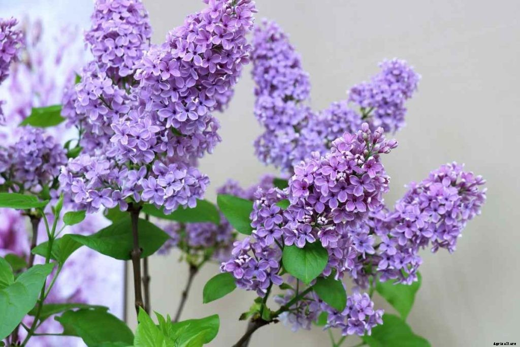 Lilac Flower Gardening, How To Start, Tips, Ideas