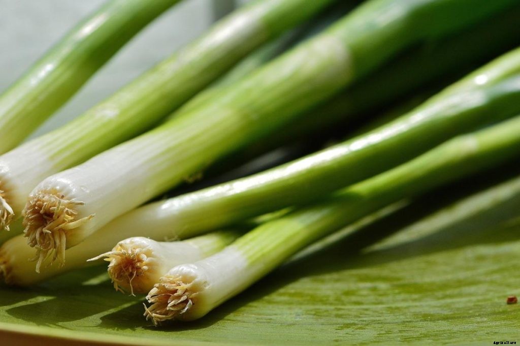 How to Start Leeks Gardening for Beginners