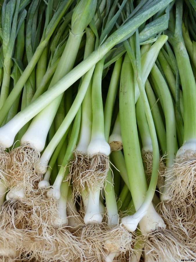 How to Start Leeks Gardening for Beginners