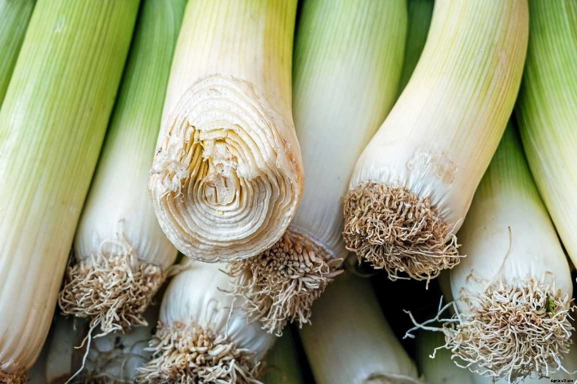 How to Start Leeks Gardening for Beginners