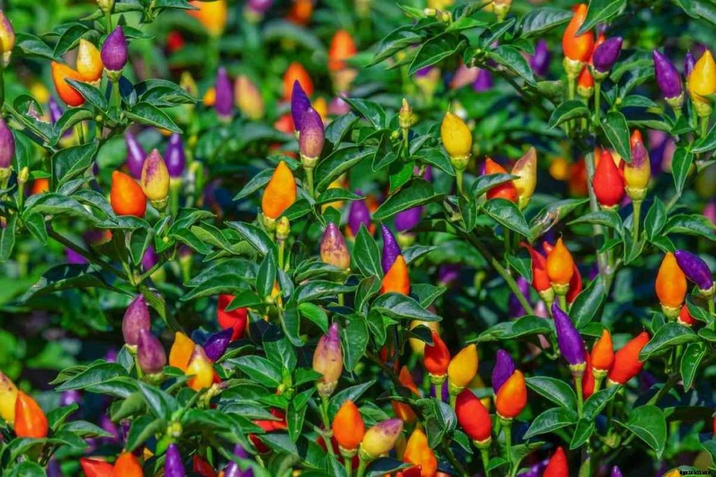 Paprika Gardening, How To Start, Tips, and Ideas