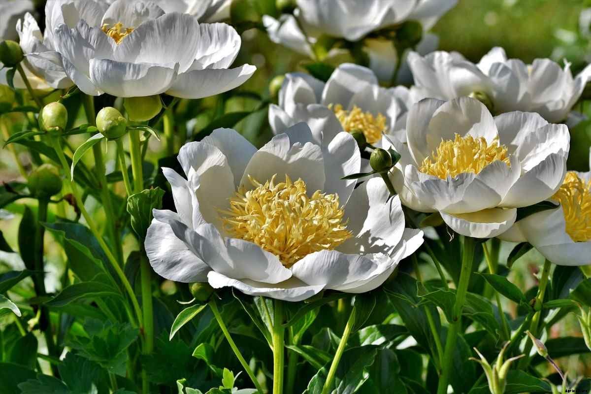 How To Start Peony Flower Gardening, Tips, Ideas