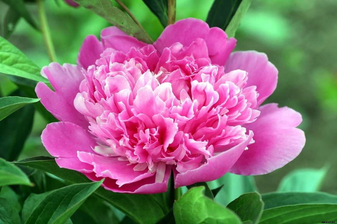 How To Start Peony Flower Gardening, Tips, Ideas