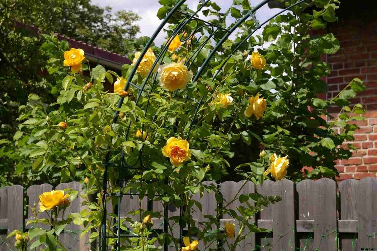 Cheap Garden Trellises, Tips, Ideas, and Techniques