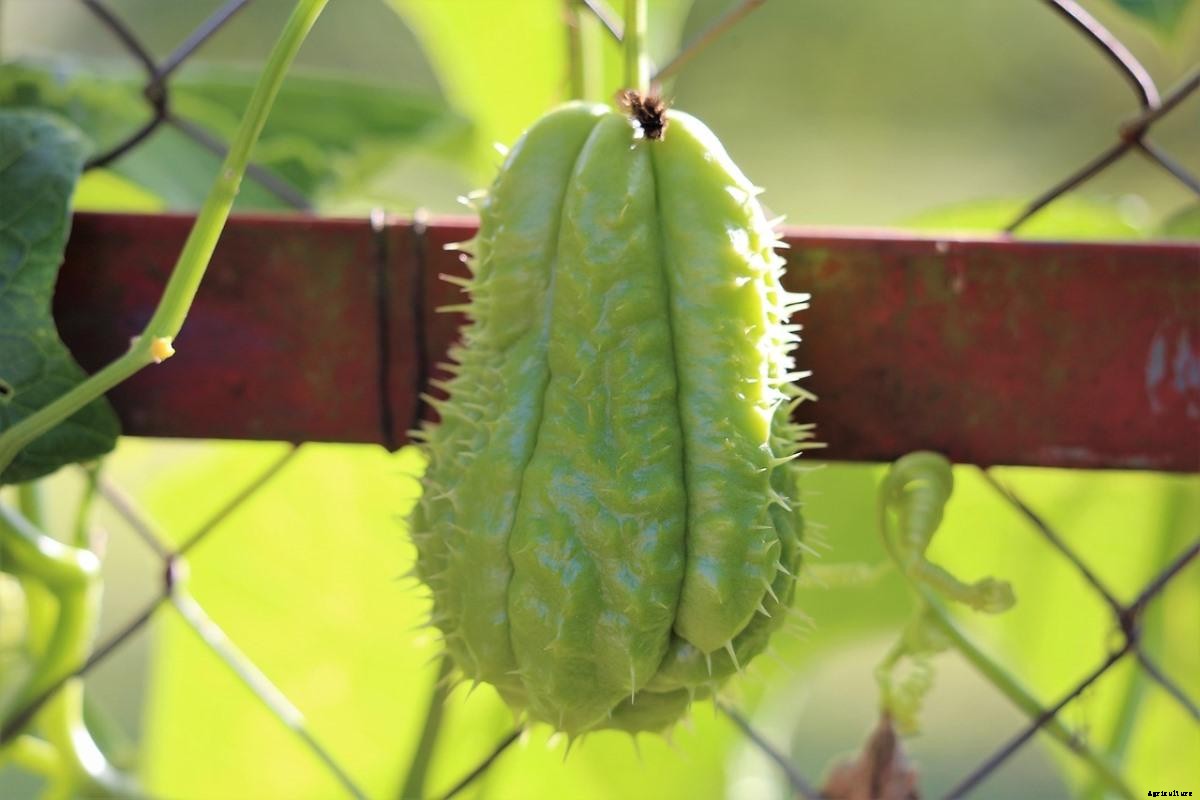 How to Start Chayote Gardening For Beginner