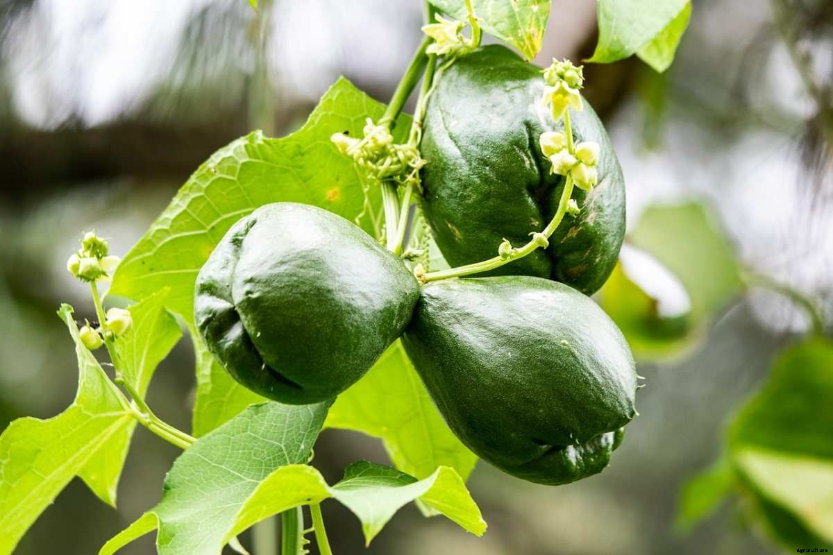 How to Start Chayote Gardening For Beginner