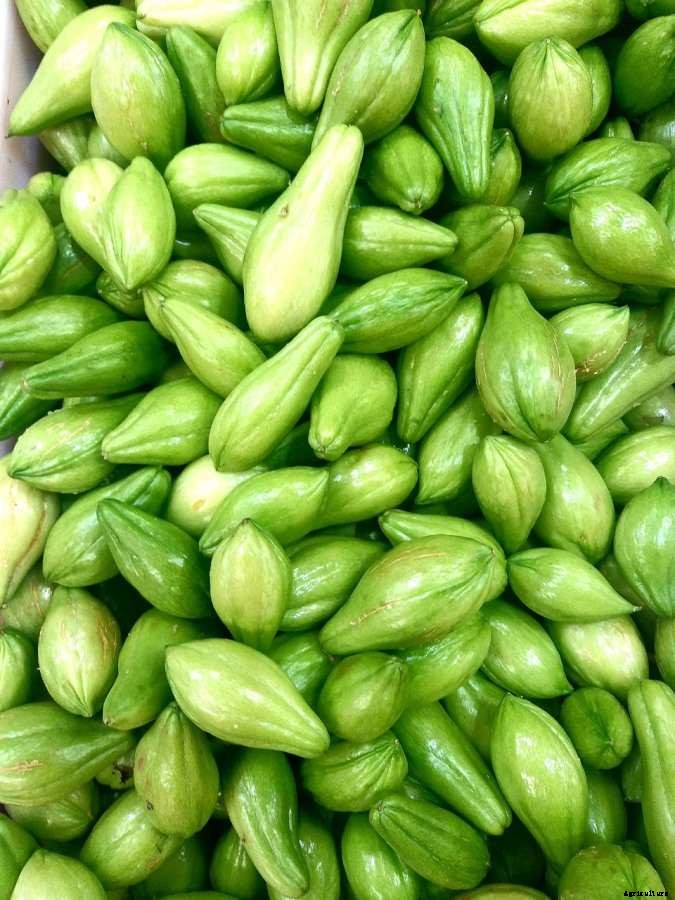 How to Start Chayote Gardening For Beginner