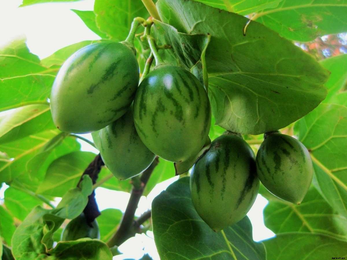 How To Grow Tamarillo From Seed, Tips, Techniques