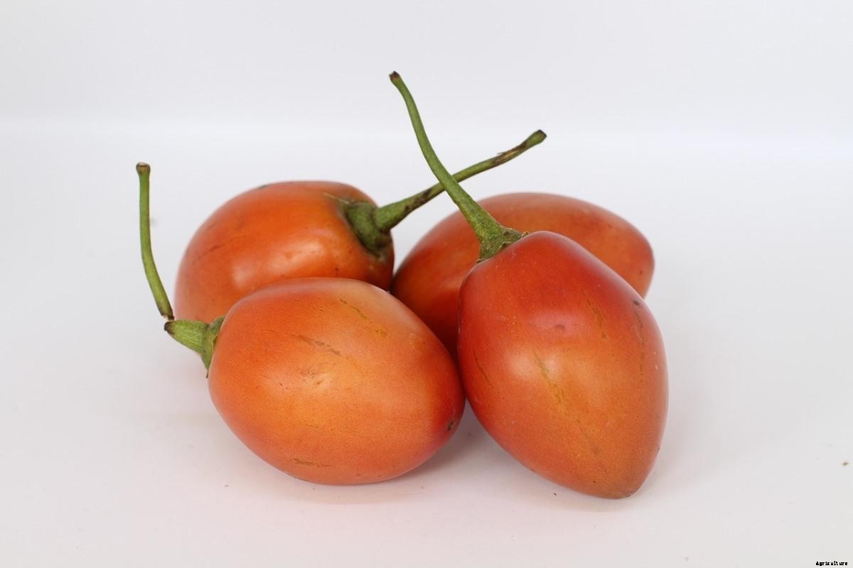 How To Grow Tamarillo From Seed, Tips, Techniques