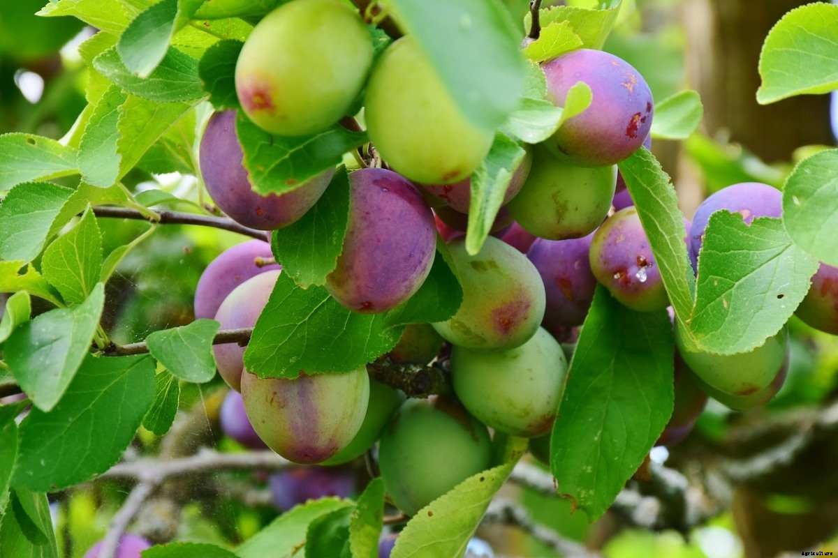 Plum Gardening For Beginners, How to Start