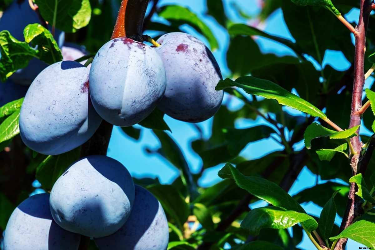 Plum Gardening For Beginners, How to Start
