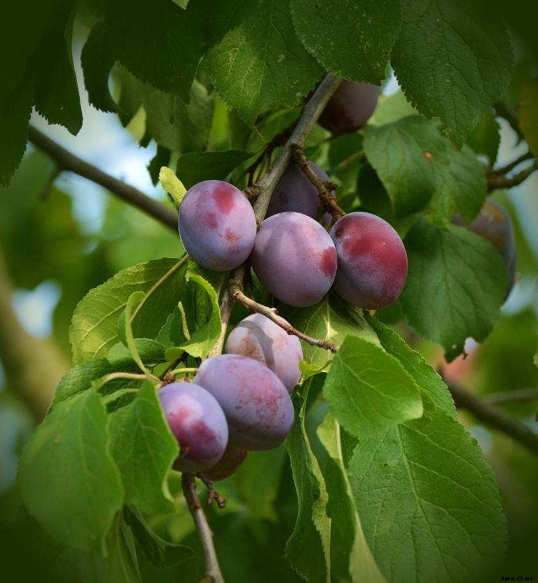 Plum Gardening For Beginners, How to Start