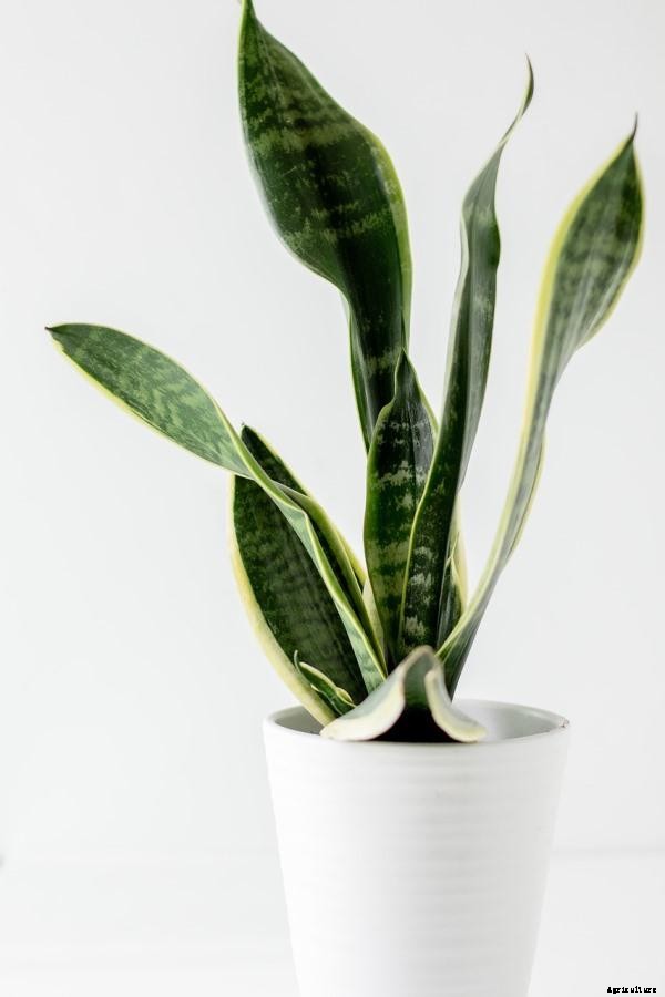 House Plants Care, Tips, Ideas, and Techniques