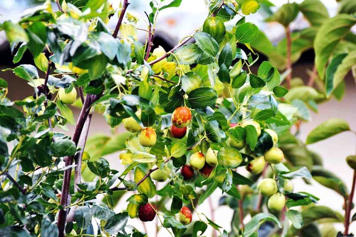Jujube Gardening For Beginners – How To Start