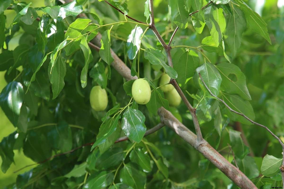 Jujube Gardening For Beginners – How To Start