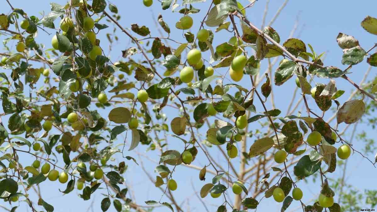 Jujube Gardening For Beginners – How To Start
