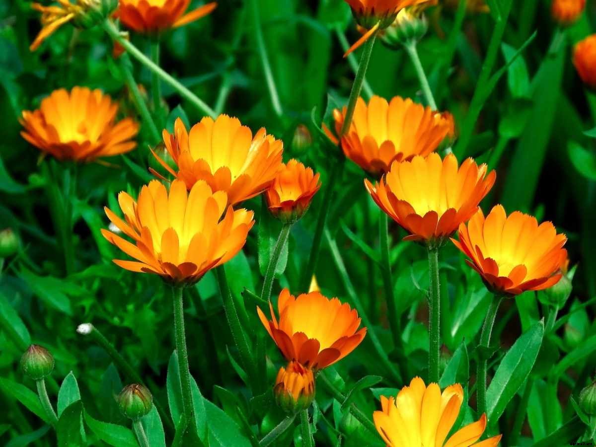 Calendula Gardening For Beginners, How To Start