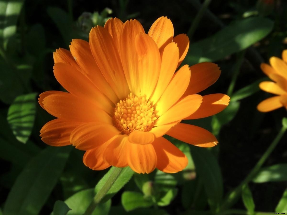 Calendula Gardening For Beginners, How To Start