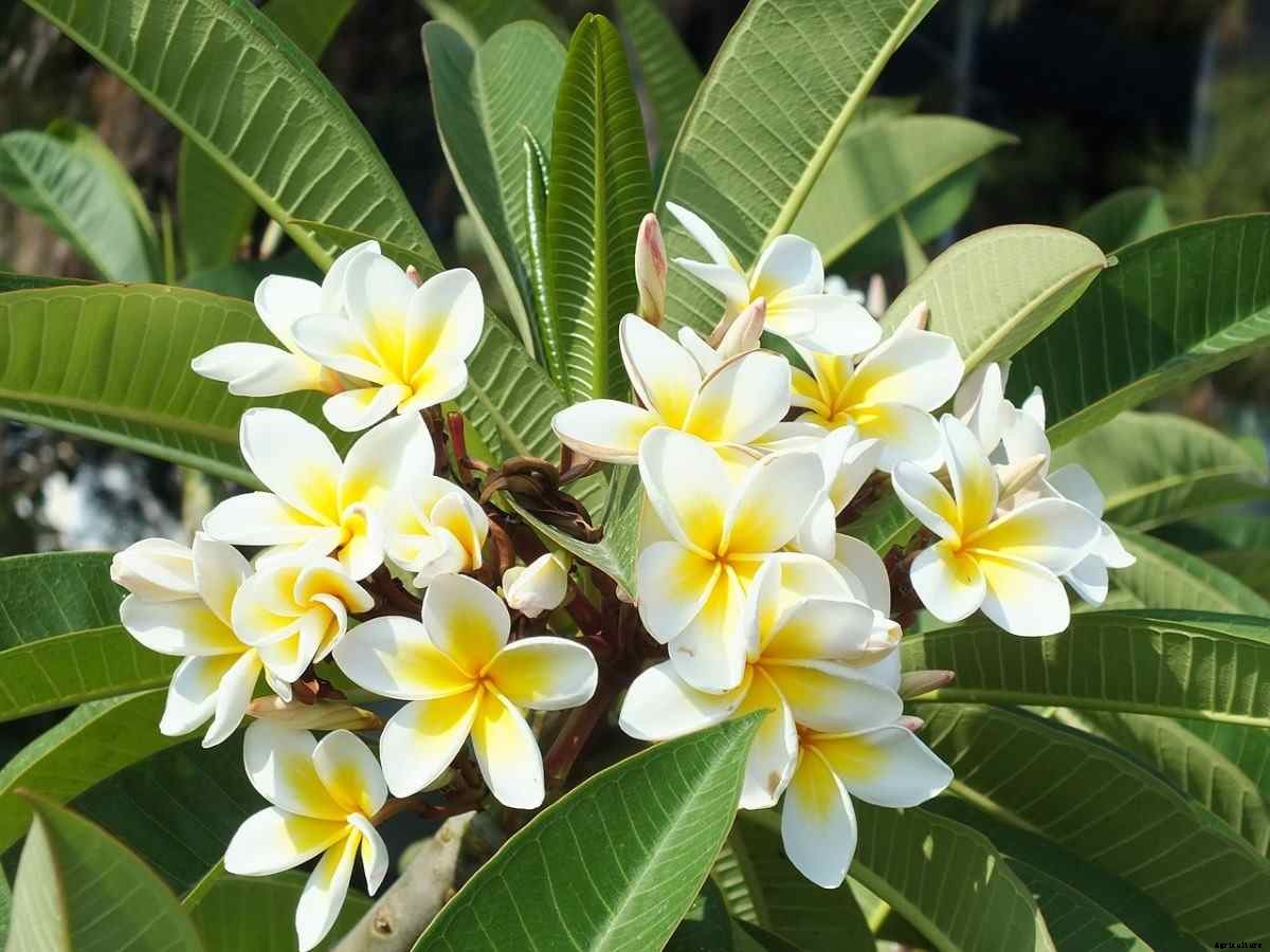 Plumeria Gardening For Beginners, How To Start
