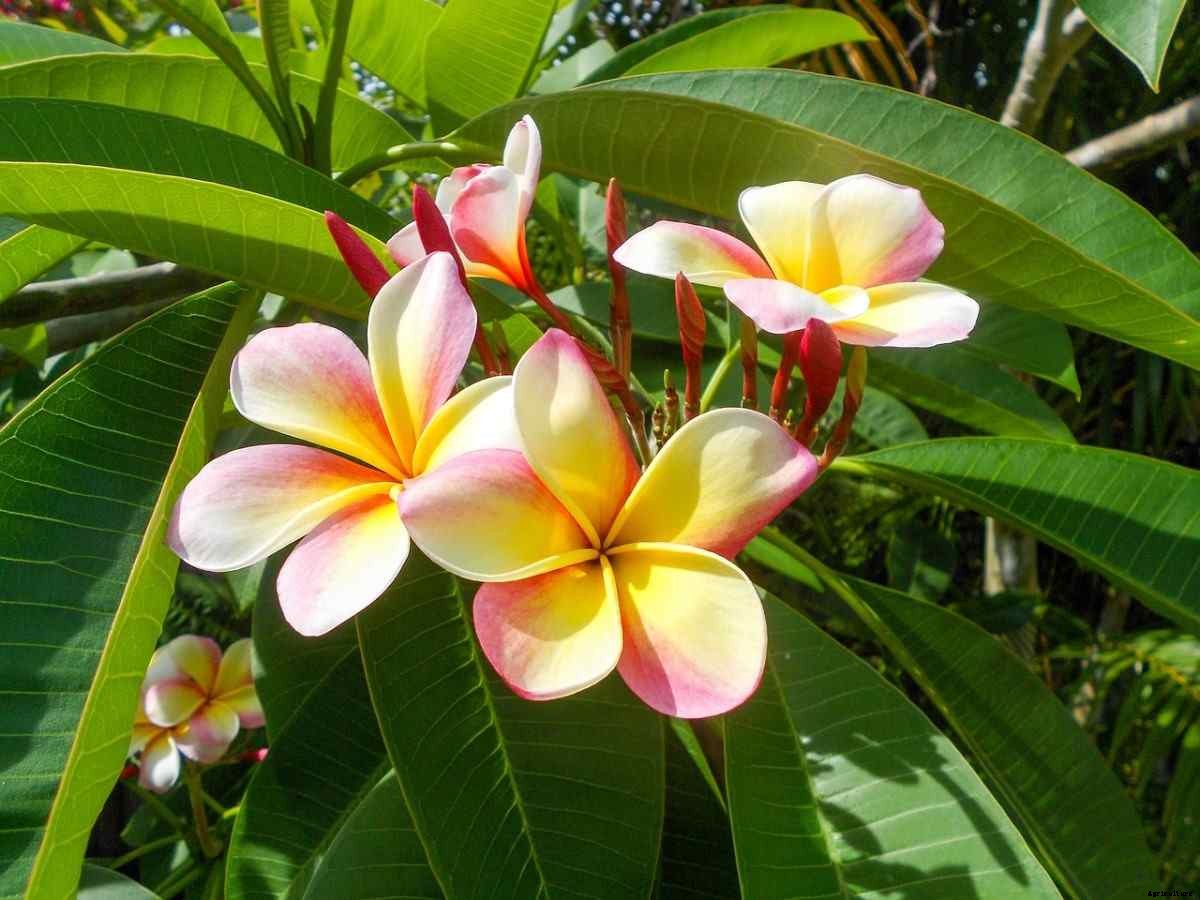 Plumeria Gardening For Beginners, How To Start