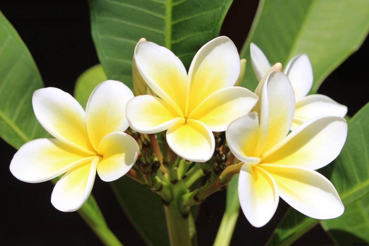 Plumeria Gardening For Beginners, How To Start