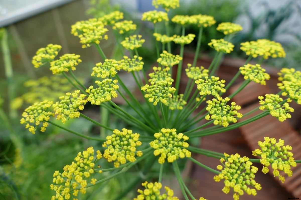 Fennel Gardening for Beginners, How To Start