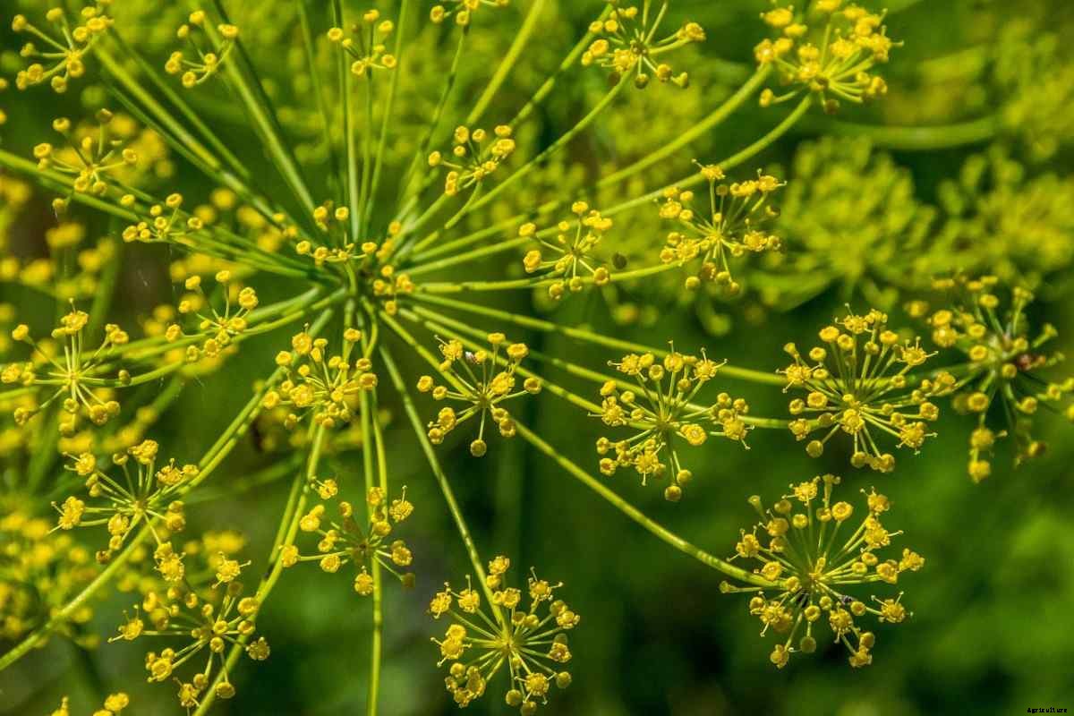Fennel Gardening for Beginners, How To Start