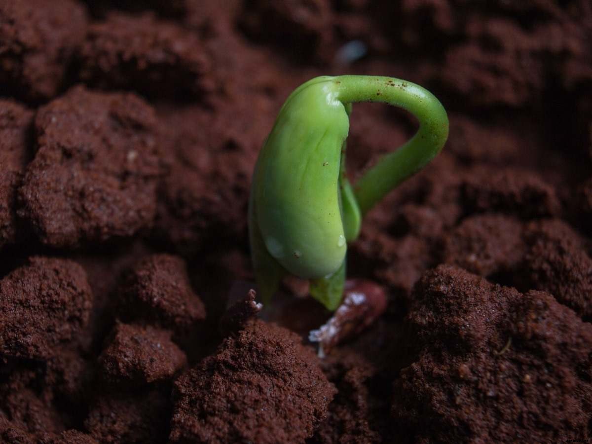 Steps of Seed Germination, Types, and Stages