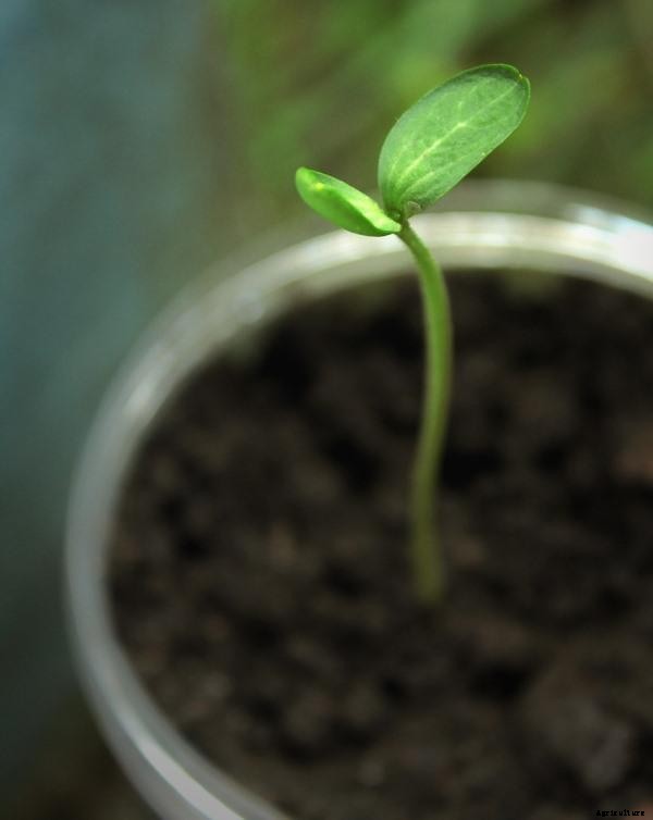 Steps of Seed Germination, Types, and Stages