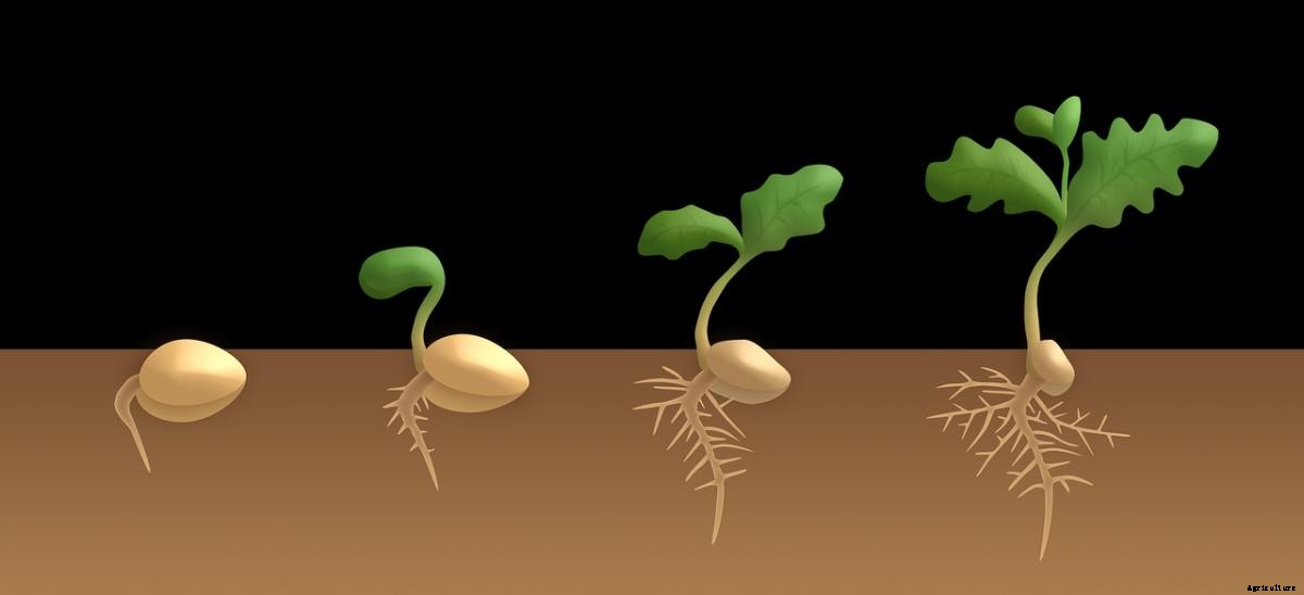 Steps of Seed Germination, Types, and Stages