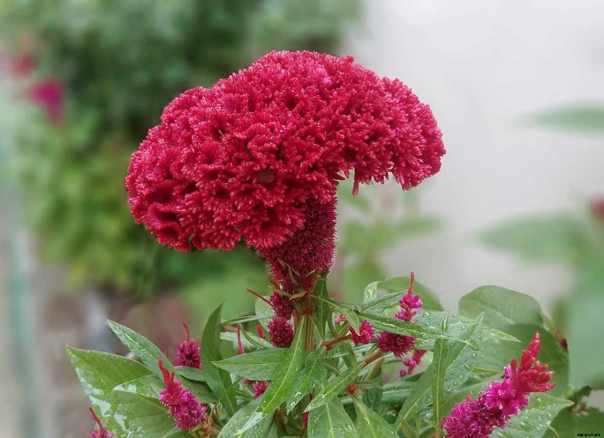 Cockscomb Flower Gardening for Beginners, Tips