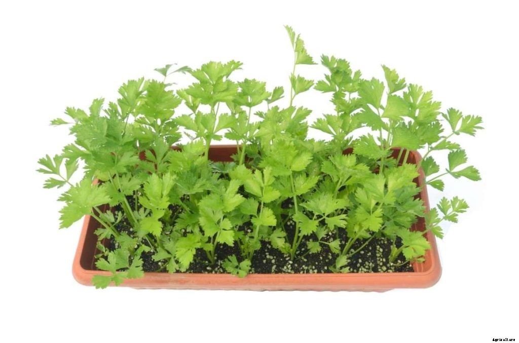 Celery Gardening For Beginners, HowTo Start