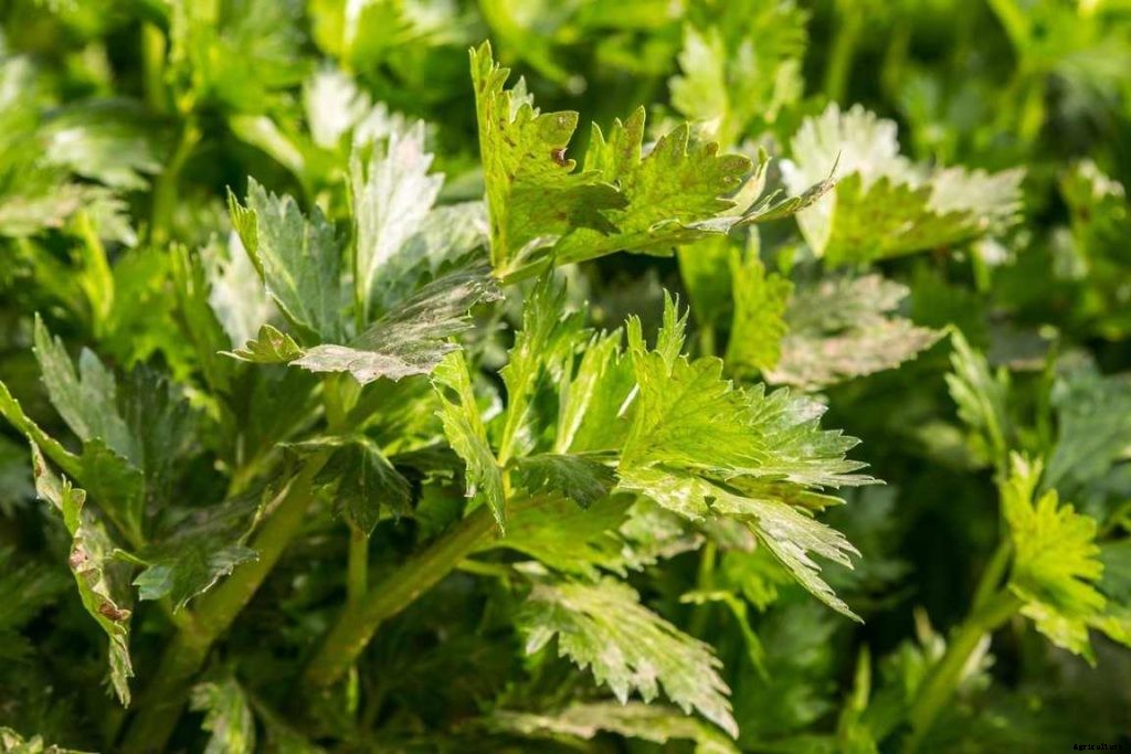 Celery Gardening For Beginners, HowTo Start