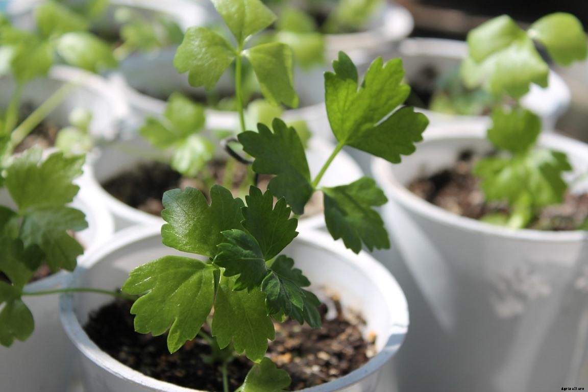 Celery Gardening For Beginners, HowTo Start