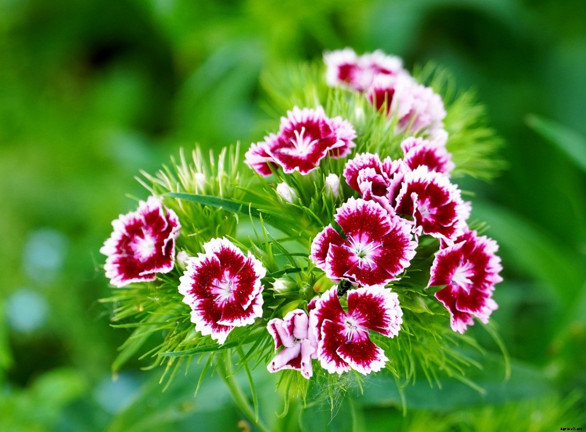 Dianthus Flower Gardening For Dummies, How To Start