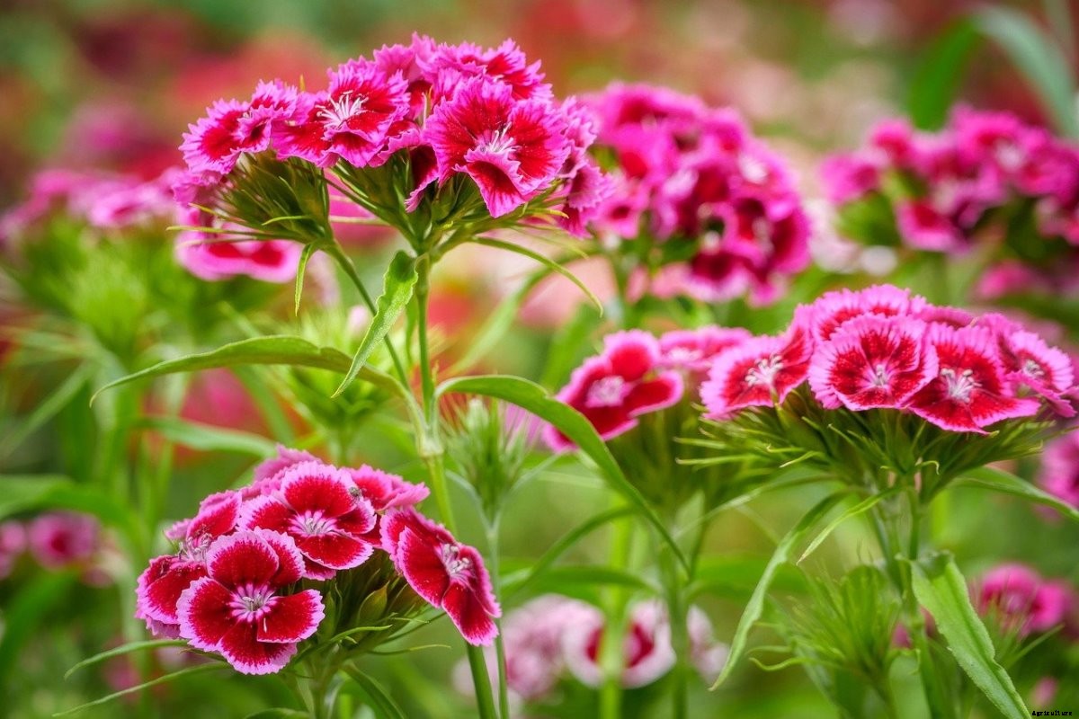 Dianthus Flower Gardening For Dummies, How To Start
