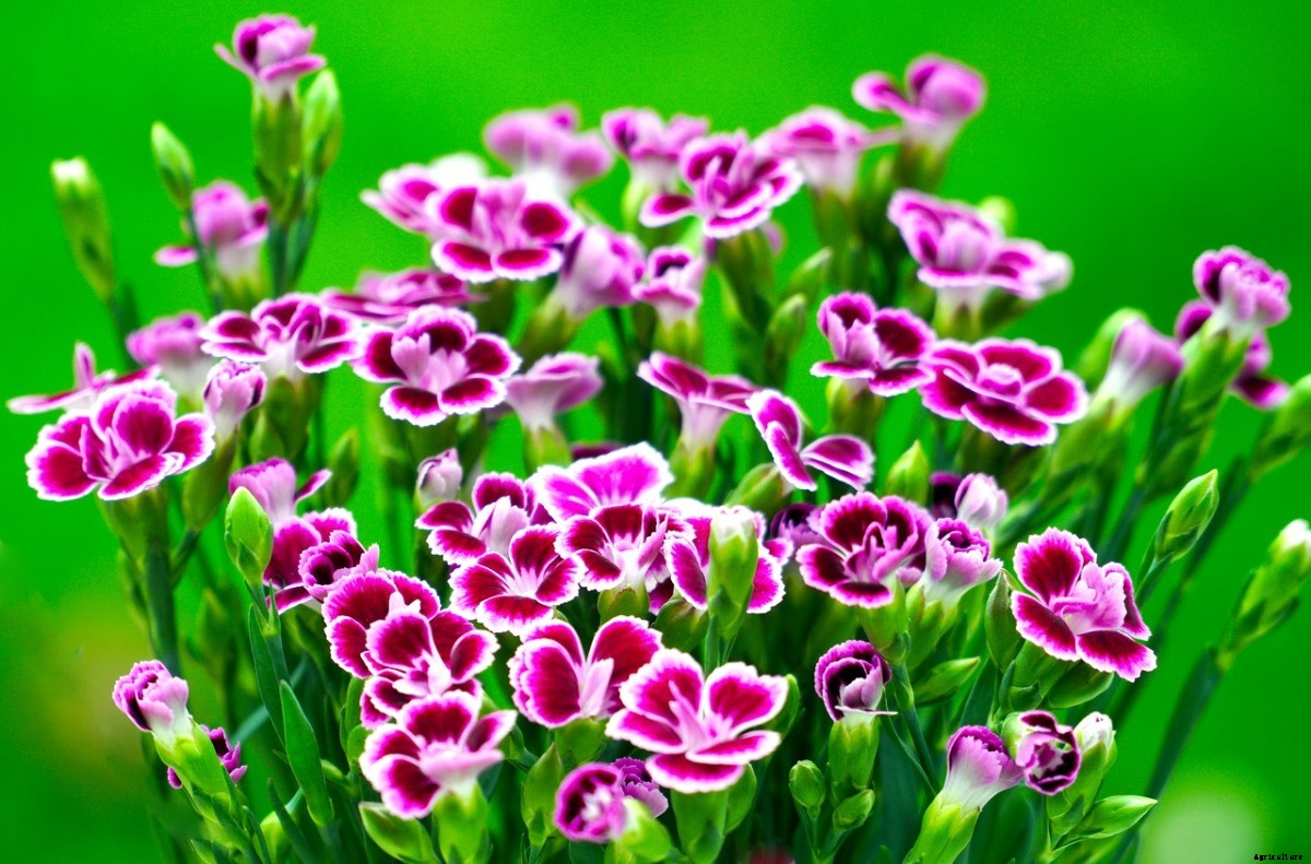Dianthus Flower Gardening For Dummies, How To Start