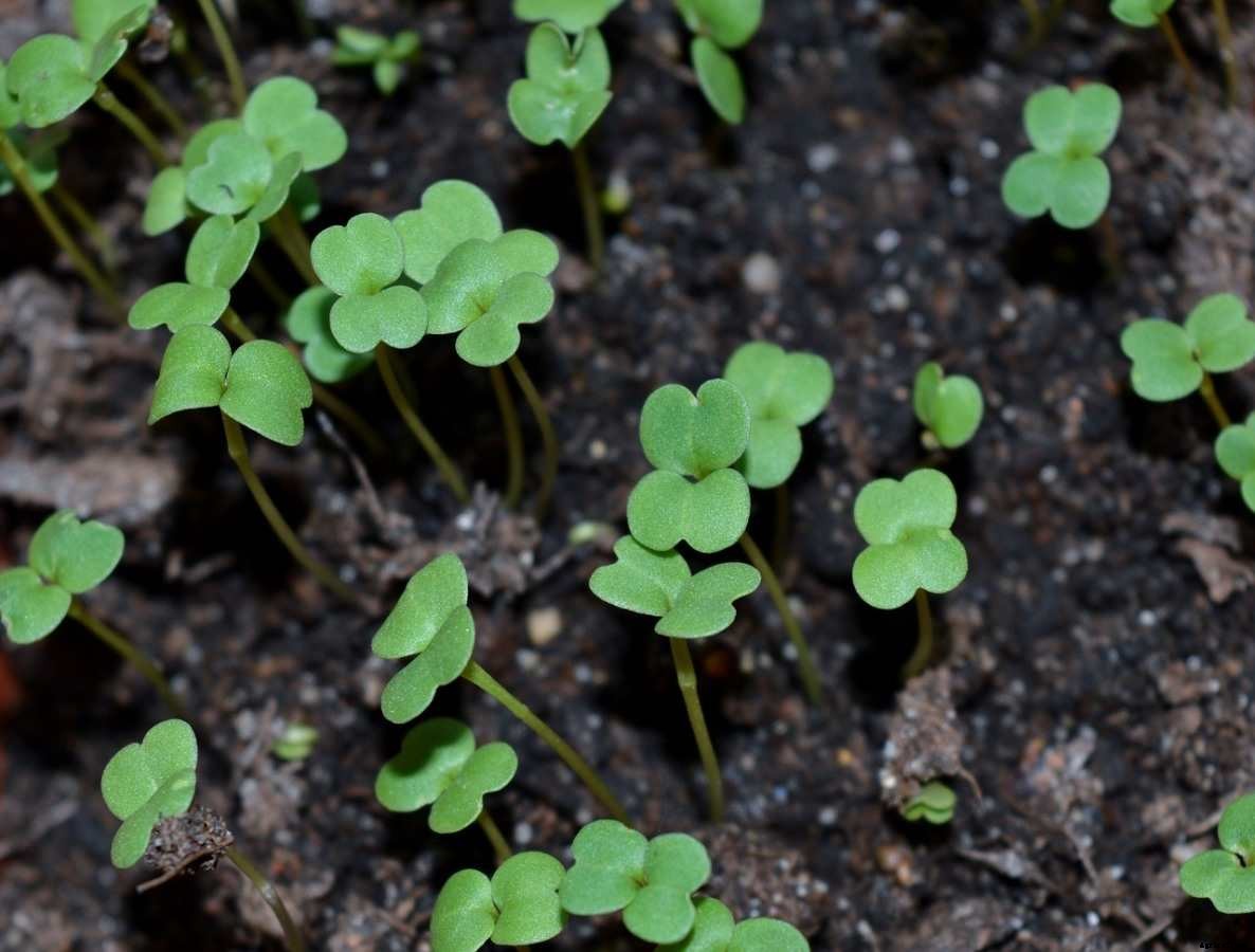 Microgreens Gardening For Beginners, How To Start