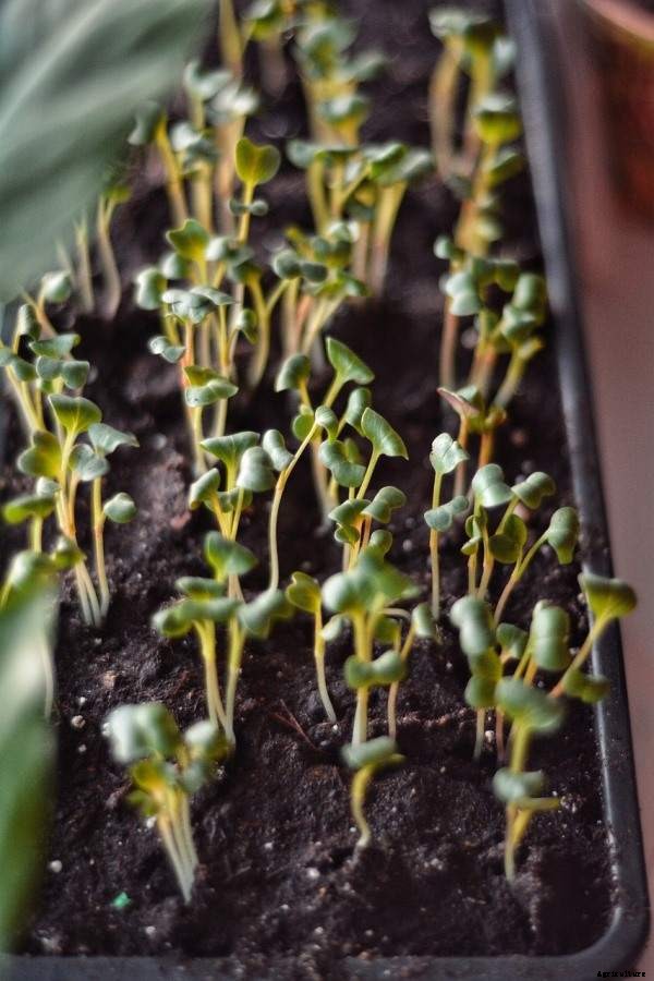 Microgreens Gardening For Beginners, How To Start