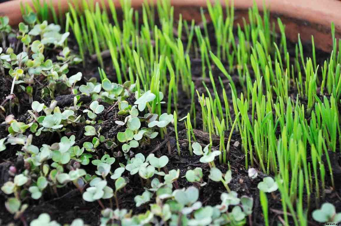 Microgreens Gardening For Beginners, How To Start