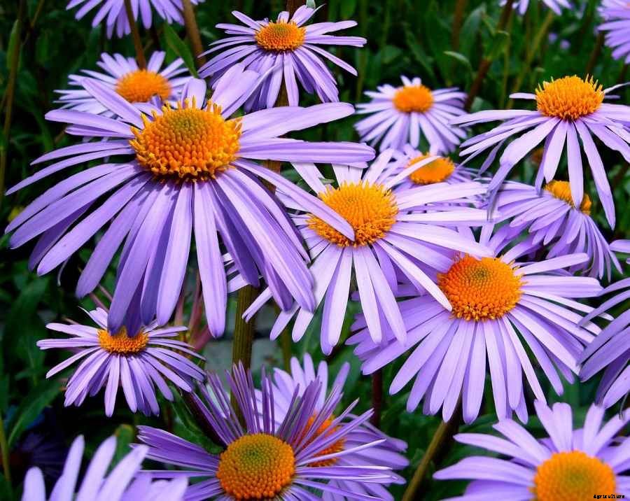 Aster Gardening For Beginners, How To Start, Tips