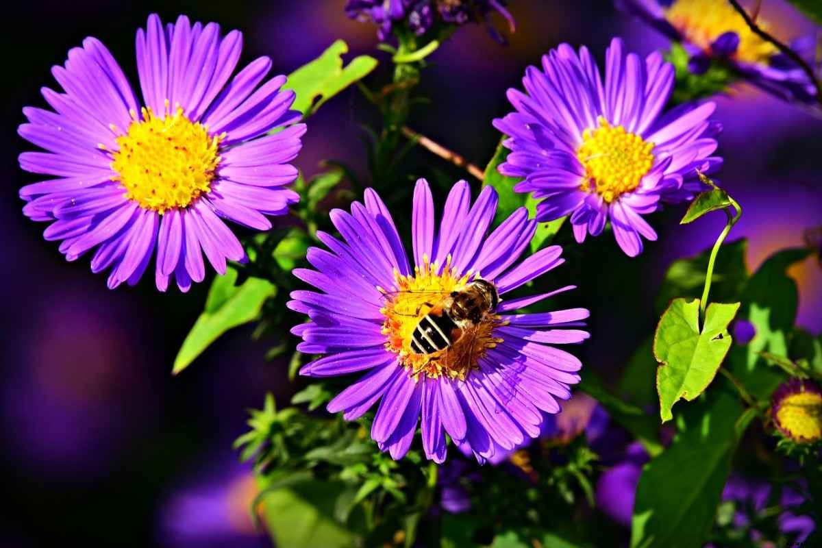 Aster Gardening For Beginners, How To Start, Tips