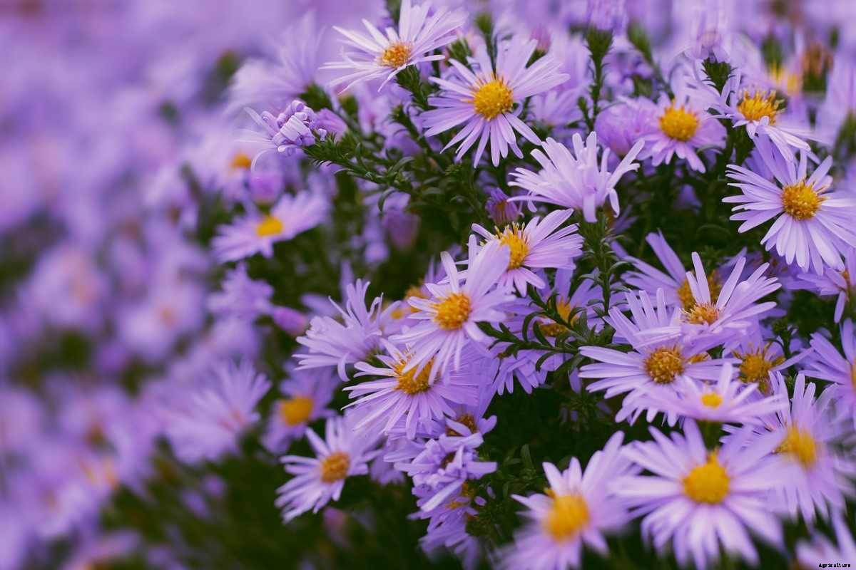Aster Gardening For Beginners, How To Start, Tips