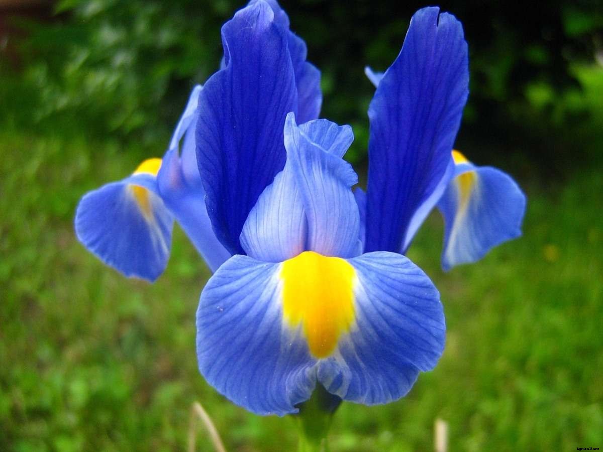 Iris Flower Gardening – How To Start, Tips, Ideas