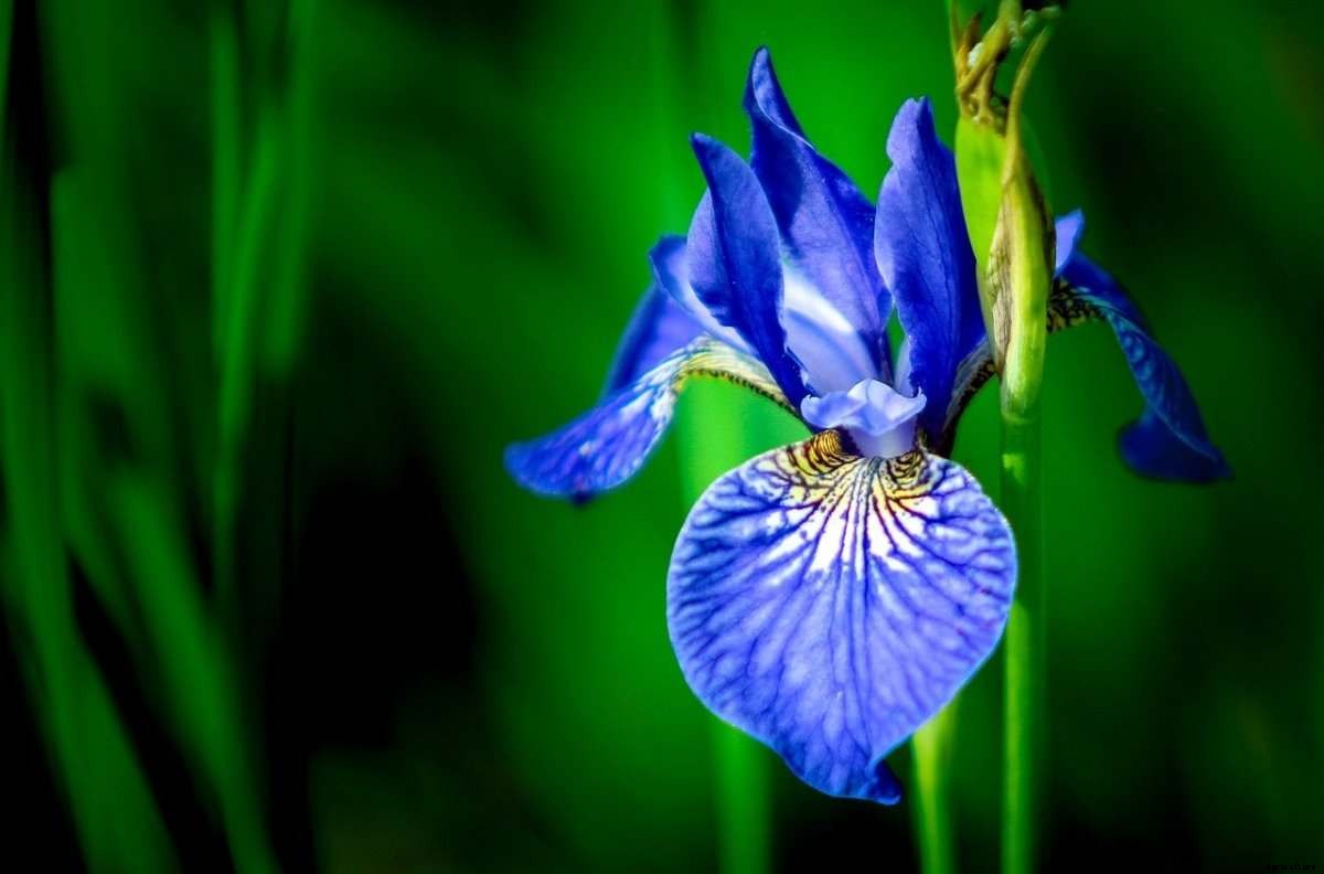Iris Flower Gardening – How To Start, Tips, Ideas