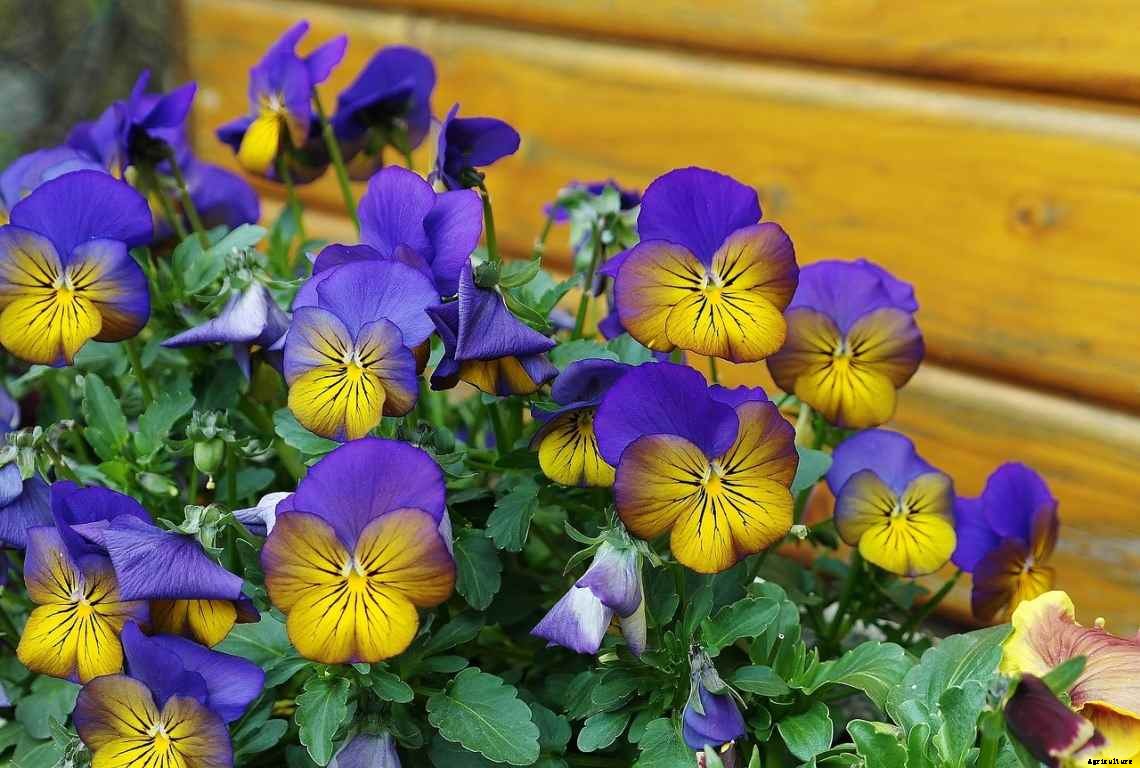 Pansy Flower Gardening for Beginners, How To Start