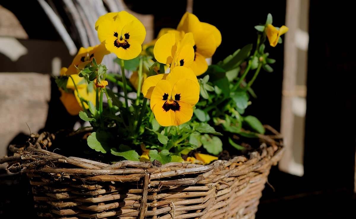 Pansy Flower Gardening for Beginners, How To Start