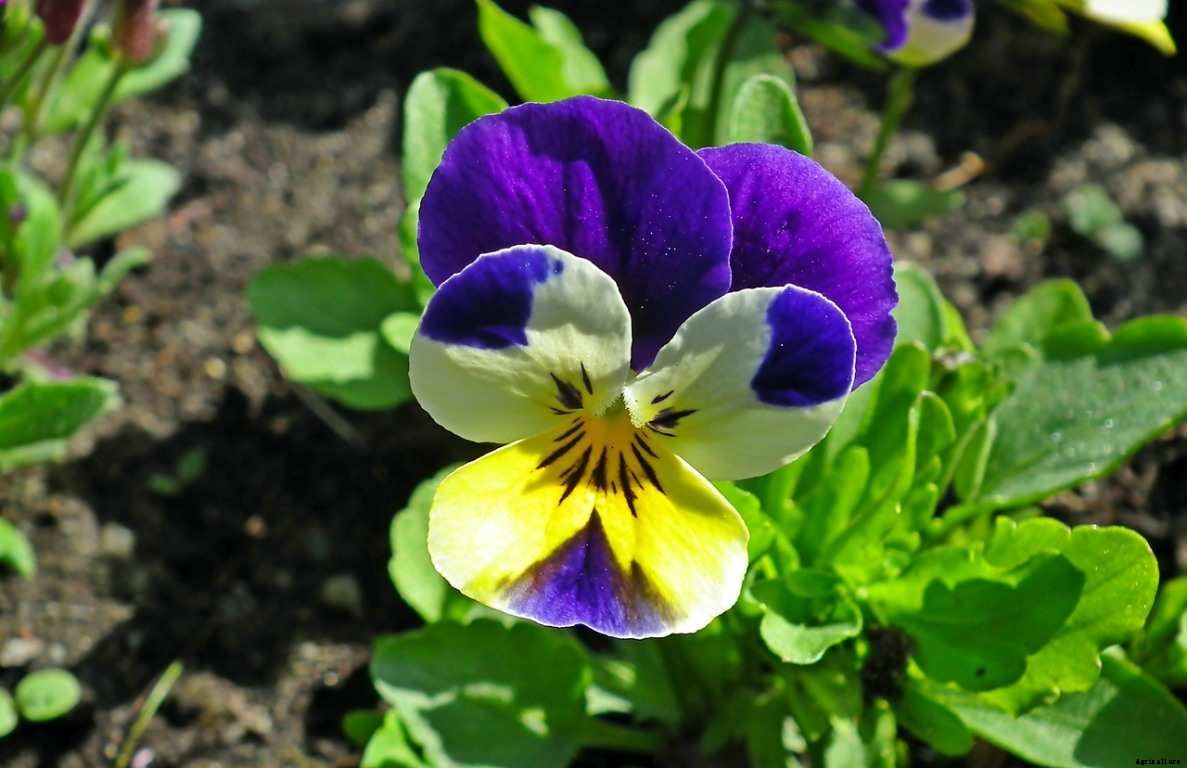 Pansy Flower Gardening for Beginners, How To Start