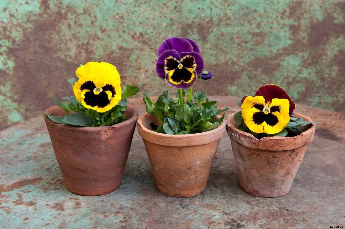 Pansy Flower Gardening for Beginners, How To Start